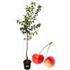 P. Piantine da Orto | Ciliegio Bianco Napoleon, Pianta in Vaso Diametro 22 cm, Pianta da Frutto, Pianta Vera da Esterno, Giardino o Vaso in Terrazza, Vivaio Italiano,Altezza pianta 150 cm