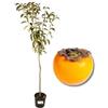 P. Piantine da Orto | Caco Tipo Ragno, Pianta in Vaso Diametro 22 cm, Pianta da Frutto in Vaso, Pianta Vera da Esterno, Giardino o Vaso in Terrazza, Vivaio Italiano