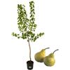 P. Piantine da Orto | Pero Antico Bergamotto, Pianta in Vaso Diametro 22 cm, Pianta Pronta per Il Trapianto, Pianta Vera, Frutta da Mangiare, Vivaio Italiano