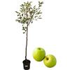 P. Piantine da Orto | Melo Golden Bianco, Pianta in Vaso Diametro 22 cm, Pianta da Frutto in Vaso, Pianta Vera da Esterno, Giardino o in Terrazza, Vivaio Italiano