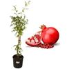 P. Piantine da Orto | Melograno Alberobello, Pianta in Vaso Diametro 22 cm, Pianta da Frutto in Vaso, Pianta Vera da Esterno, Giardino o Vaso in Terrazza, Vivaio Italiano