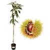 P. Piantine da Orto | Castagno Bouche de Betizac, Vaso Diametro 22 cm, Pianta Pronta per Il Trapianto, Pianta Vera di Frutti di Bosco da Esterno, Vivaio Italiano