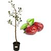 P. Piantine da Orto | Giuggiolo, Pianta in Vaso Diametro 22 cm, Pianta da Frutto, Pianta Vera da Esterno, Giardino o Vaso in Terrazza, Vivaio Italiano