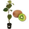 P. Piantine da Orto | Kiwi Maschio, Pianta in Vaso Diametro 22 cm, Pianta da Frutto in Vaso, Pianta Vera da Esterno, Giardino o Vaso in Terrazza, Vivaio Italiano