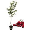 P. Piantine da Orto | Ciliegio Giorgia, Pianta in Vaso Diametro 22 cm, Pianta da Frutto in Vaso, Pianta Vera da Esterno, Giardino o Vaso in Terrazza, Vivaio Italiano