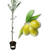 P. Piantine da Orto | Olivo Grignano/Reggiana, Pianta in Vaso Diametro 22 cm, Pianta da Frutto in Vaso, Pianta Vera da Esterno, Giardino o in Terrazza, Vivaio Italiano