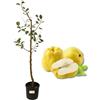 P. Piantine da Orto | Melo Cotogno, Pianta in Vaso Diametro 22 cm, Pianta da Frutto, Pianta Vera da Esterno, Giardino o Vaso in Terrazza, Vivaio Italiano,altezza pianta 150 cm