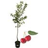 P. Piantine da Orto | Ciliegio Lapins Autofertile, Pianta in Vaso Diametro 22 cm, Pianta da Frutto in Vaso, Pianta Vera da Esterno, Giardino o Vaso in Terrazza, Vivaio Italiano