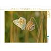 Calvendo Lumaca di brughiera occidentale (Helicella itala) con blu argento (Polyommatus coridon) 1000 pezzi puzzle paesaggio 640x480mm, Schmutzler-Schaub Christine; 7276811
