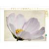 Calvendo Sommerblümchen 1000 pezzi puzzle paesaggio 640x480mm, Hultsch Heike; 7273777
