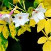 le Georgiche Vivai le Georgiche - Pianta vera di Jasminum officinale Fiona Sunrise Jasminum officinale 'Frojas' Gelsomino 'Fiona Sunrise' - vaso Ø 18 cm - altezza alla vendita 60-80 cm