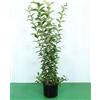 Vivaio di Castelletto Ligustro a foglie ovali Ligustrum Ovalifolium pianta vaso 2 Lt h 70/100cm