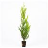 Vivaio di Castelletto Cipresso Leyland Cupressocyparis leylandii Vito in vaso bio ø8 cm h 50/70cm | h 40/60 cm Vivaio di Castelletto