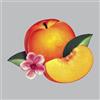 Phoenix Bankrupt! (CD) Album