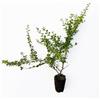 Vivaio di Castelletto 3 piante di Cotognastro Cotoneaster horizontalis tappezzante vaso 8 bio