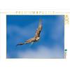 Calvendo Saker falcon 1000 pezzi puzzle paesaggio 640x480mm, van Hauten Markus; 7374985