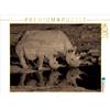 Calvendo Rhinos 1000 pezzi puzzle paesaggio 640x480mm, Lupo Gerald; 7376056