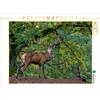 Calvendo Re della foresta 1000 pezzi puzzle paesaggio 640x480mm, Duke Thomas; 7364182