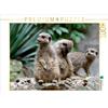 Calvendo Un motivo del calendario Legami di famiglia Meerkat 1000 pezzi puzzle paesaggio 640x480mm, CALVENDO; 7322019