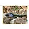 Calvendo Lucertola canaria occidentale (Gallotia galloti) 1000 pezzi Puzzle paesaggio 640x480mm, Frank Rolf; 7342980