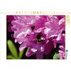 Calvendo Bombo in fiore di rododendro rosa 1000 pezzi puzzle paesaggio 640x480mm, CALVENDO; 7314610
