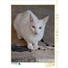 Calvendo Cat Turkish Angora 1000 pezzi puzzle 480x640mm, Brunner-Klaus Liselotte; 7371305