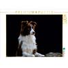 Calvendo: un'immagine tratta dal calendario Border Collie 2017, puzzle da 1000 pezzi in formato orizzontale 640x480 mm, Starick Sigrid; 7355211