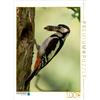 Calvendo - Un motivo tratto dal calendario "Visitatori in giardino - Uccelli" - Puzzle da 1000 pezzi, dimensioni 480x640 mm, Wilhelm N.; 7367340