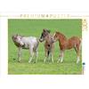 Calvendo "Piccoli monelli" - Puzzle da 1000 pezzi, formato orizzontale 640x480 mm, Barbara Mielewczyk; 7321866
