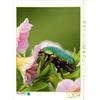 Calvendo: Coleottero delle rose inebriato dai fiori, puzzle da 1000 pezzi, 480 x 640 mm, Hultsch Heike; 7291697