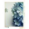 Calvendo Un motivo del calendario Ortensia Amore in Pastello 1000 pezzi puzzle 480x640mm, Grobelny Renate; 7342684