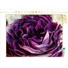 Calvendo Rosen Nostalgie, puzzle da 1000 pezzi, formato orizzontale 640x480 mm, Cross Martina; 7321616