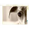 Calvendo Un motivo dal calendario Galgo occhio 1000 pezzi puzzle paesaggio 640x480mm, - Andrea Redecker 4pfoten-desi; 7366726