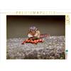 Calvendo Tutti i miei 1000 pezzi puzzle paesaggio 640x480mm, Mosert Stefan; 7320646