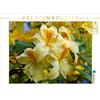 Calvendo Puzzle da 1000 pezzi "Rododendro giallo", formato orizzontale 640x480 mm, Cross Martina; 7330571