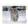 Calvendo Lynx 1000 pezzi puzzle paesaggio 640x480mm, Martin Wilfried; 7342036
