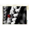 Calvendo: Coccinella nel campo di grano, Colorkey, puzzle da 1000 pezzi, formato orizzontale 640x480 mm, Pötsch Rolf; 7334190