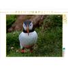 Calvendo Un motivo del calendario Puffins Clowns of the Seas 1000 pezzi puzzle paesaggio 640x480 mm, Uppena Leon; 7353753