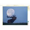 Calvendo Cervo che bramisce, puzzle da 1000 pezzi, formato orizzontale 640x480 mm, Martin Wilfried; 7341951