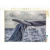Calvendo Capodoglio prima dell'immersione 1000 Pezzi Puzzle paesaggio 640x480mm, Oliver Schwenn Dr.; 7370958