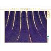 Calvendo Campo di lavanda, puzzle da 1000 pezzi, formato orizzontale 640x480 mm, CALVENDO; 7345155