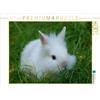 Calvendo Coniglietto nano bianco - Puzzle da 1000 pezzi, formato orizzontale 640x480 mm, CALVENDO; 7305455