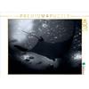Calvendo Manta gigante 1000 pezzi puzzle paesaggio 640x480mm, Meutzner Dirk; 7312653