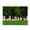 Calvendo Un motivo del calendario Border Collie 2017 1000 pezzi puzzle paesaggio 640x480mm, Starick Sigrid; 7355226