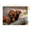 Calvendo Un'immagine tratta dal calendario "Rhodesian Ridgeback: Sguardi" - Puzzle da 1000 pezzi, formato orizzontale 640x480 mm, Dagmar Behrens Petra; 7362129