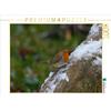 Calvendo Pettirosso in inverno 1000 pezzi puzzle paesaggio 640x480mm, CALVENDO; 7326671