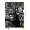 Calvendo Redwood, San Francisco, California, USA Puzzle da 1000 pezzi 480x640mm, Albilt Rabea; 7335026