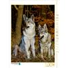 Calvendo: un'immagine tratta dal calendario "Il fascino del cane lupo", puzzle da 1000 pezzi, dimensioni 480x640 mm, Starick Sigrid; 7355551