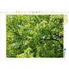 Calvendo Katsura albero 1000 pezzi puzzle paesaggio 640x480mm, Weiß Konrad; 7328099