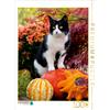 Calvendo Gatto curioso sta sulle zucche e osserva 1000 pezzi puzzle 480x640mm, Menden Katho; 7319119